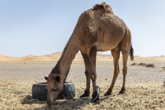 A single camel eats next to a tire in a vast, sunny desert landscape