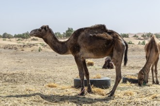 A camel stands in bright sunshine in a dry, barren desert environment