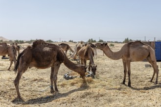 A group of camels in a vast desert landscape with clear skies