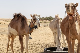 Three camels in a sandy desert landscape under clear skies