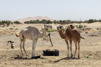 Two camels in a vast desert landscape with barren vegetation