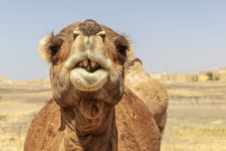 Close-up of a camel against a clear, blue desert sky