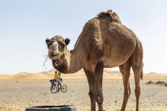 A camel in the desert with two cyclists in the background