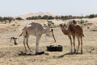 Two camels stand in a sandy desert landscape with sparse vegetation