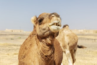 Close-up of a camel in the desert with a second camel in the background