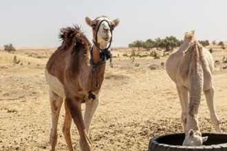 Two camels in the desert, one eating out of a tire