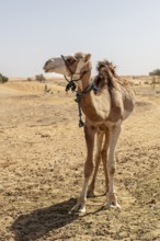 A single camel in the vast desert under clear skies