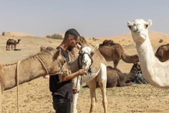 Man feeding a camel in a desert landscape surrounded by other camels
