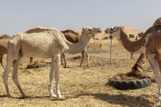 Two camels face each other in a sandy desert landscape
