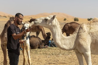 Man strokes a camel while other camels lie in the background