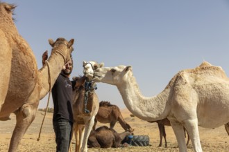 Man standing between two camels in the desert, blue sky in the background