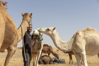 Man with smiling camels in a desert landscape, blue sky