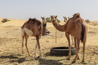 Three camels stand side by side in a sandy, sunny desert environment
