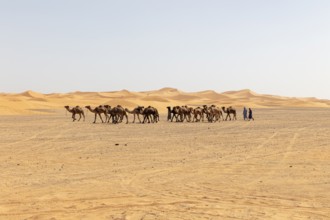Caravan of camels wandering through the vast desert under clear skies, Sahara, Morocco