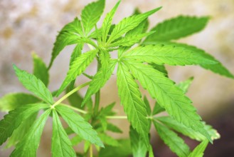 Detail of tender, green marijuana leaves, Minas Gerais, Brazil