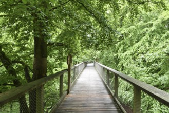 Treetop Trail on Rügen, Natural Heritage Center, Mechlenburg-Vorpommern, Germany