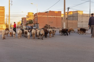 Street scene with people and a flock of sheep at dusk