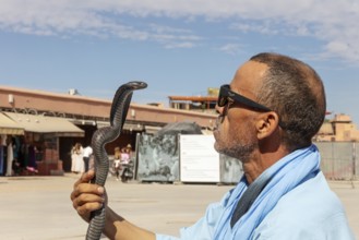 Man wearing sunglasses stares concentratedly at a raised snake