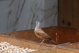 A little bird sits on a wooden structure with peanuts in the background