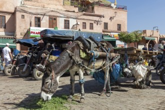 Loaded donkey on a paved road in front of traditional buildings