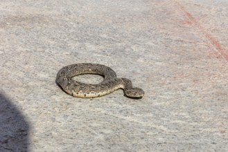 Snake lies quietly on the ground and shows its interesting pattern and texture