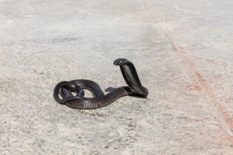 An erect cobra on asphalt in the sun