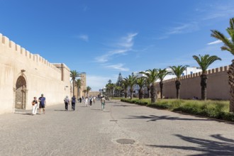 Palm trees line a paved street next to a city wall in bright sunshine