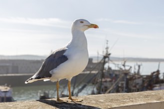 Large seagull sits on a stone wall with a view of the harbor and the sea under a blue, sunny sky