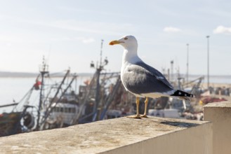 Seagull on a stone wall, calmly looking at the harbor and the water against a blue sky