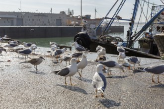 A group of seagulls gathers on a harbor area next to boats