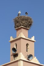 MAR, Dade Valley, storks
