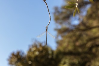 MAR, El, Kelaa, Gorge, Dragonfly