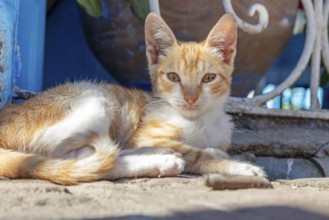 MAR, Chefchaouen, Medina, cat