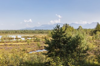 D, Sterntaler, Felze