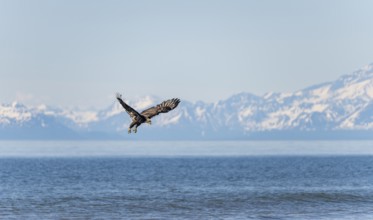 Bald eagle (Haliaeetus leucocephalus) in flight, Anchor Point at Cook Inlet, white mountain peaks