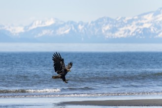 Bald eagle (Haliaeetus leucocephalus) in flight during landing, Anchor Point at Cook Inlet, white