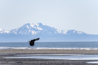 Bald eagle (Haliaeetus leucocephalus) in flight on the beach of Anchor Point at Cook Inlet, white