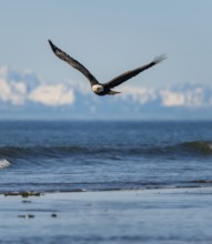 Bald eagle (Haliaeetus leucocephalus) in flight, Anchor Point at Cook Inlet, white mountain peaks