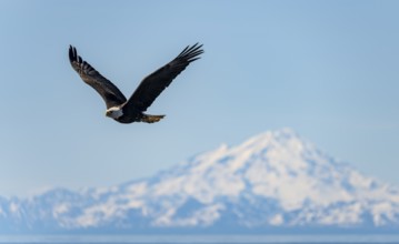 Bald eagle (Haliaeetus leucocephalus) in flight, Anchor Point at Cook Inlet, white mountain peak of