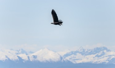 Bald eagles (Haliaeetus leucocephalus) flying on the beach at Anchor Point on Cook Inlet, snowy