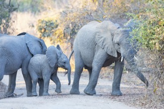 African elephant (Loxodonta africana) Zambia