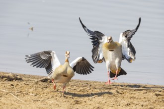 Egyptian goose (Alopochen aegyptiaca) Zambia