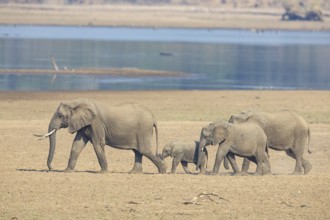 African elephant (Loxodonta africana) family crossing the Luangwa Valley in Zambia