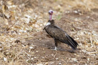 Black-capped vulture (Necrsoyrtes monachus) Zambia