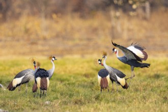 Crowned Crane (Balearica regulorum) Courtship behaviour Zambia