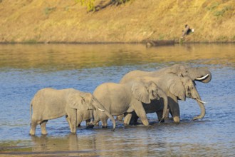 African elephant (Loxodonta africana) in the Luangwa River in Zambia
