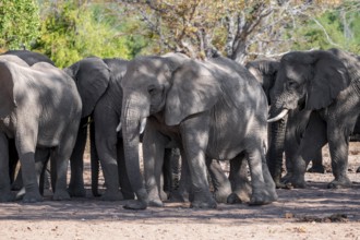 Herd of African elephants (Loxodonta africana), desert elephants, riverbed of the Ugab River,