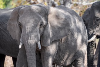 Single elephant in a herd of African elephants (Loxodonta africana), desert elephants, riverbed of