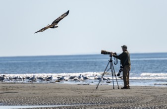 Nature photographer with tripod taking a picture of a bald eagle (Haliaeetus leucocephalus) in