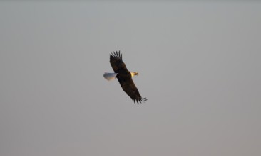 Bald eagle (Haliaeetus leucocephalus) in flight against a blue sky, Anchor Point, Alaska, USA